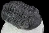 Bargain, Morocops Trilobite - Visible Eye Facets #91917-2